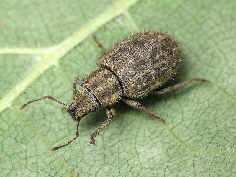 Strophomorphus porcellus (Schoenherr, 1832)